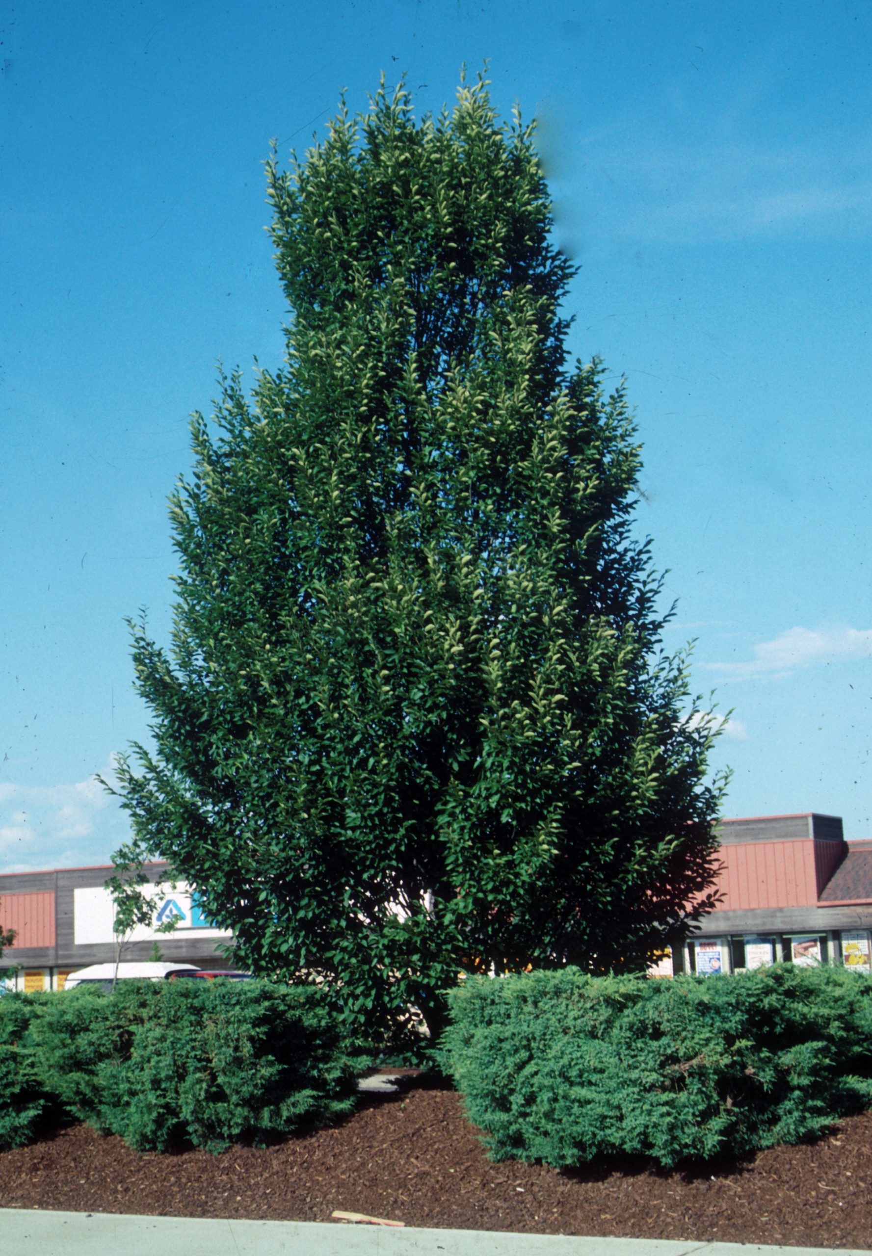 Carpinus bet Pyramidal Euro Hornbeam