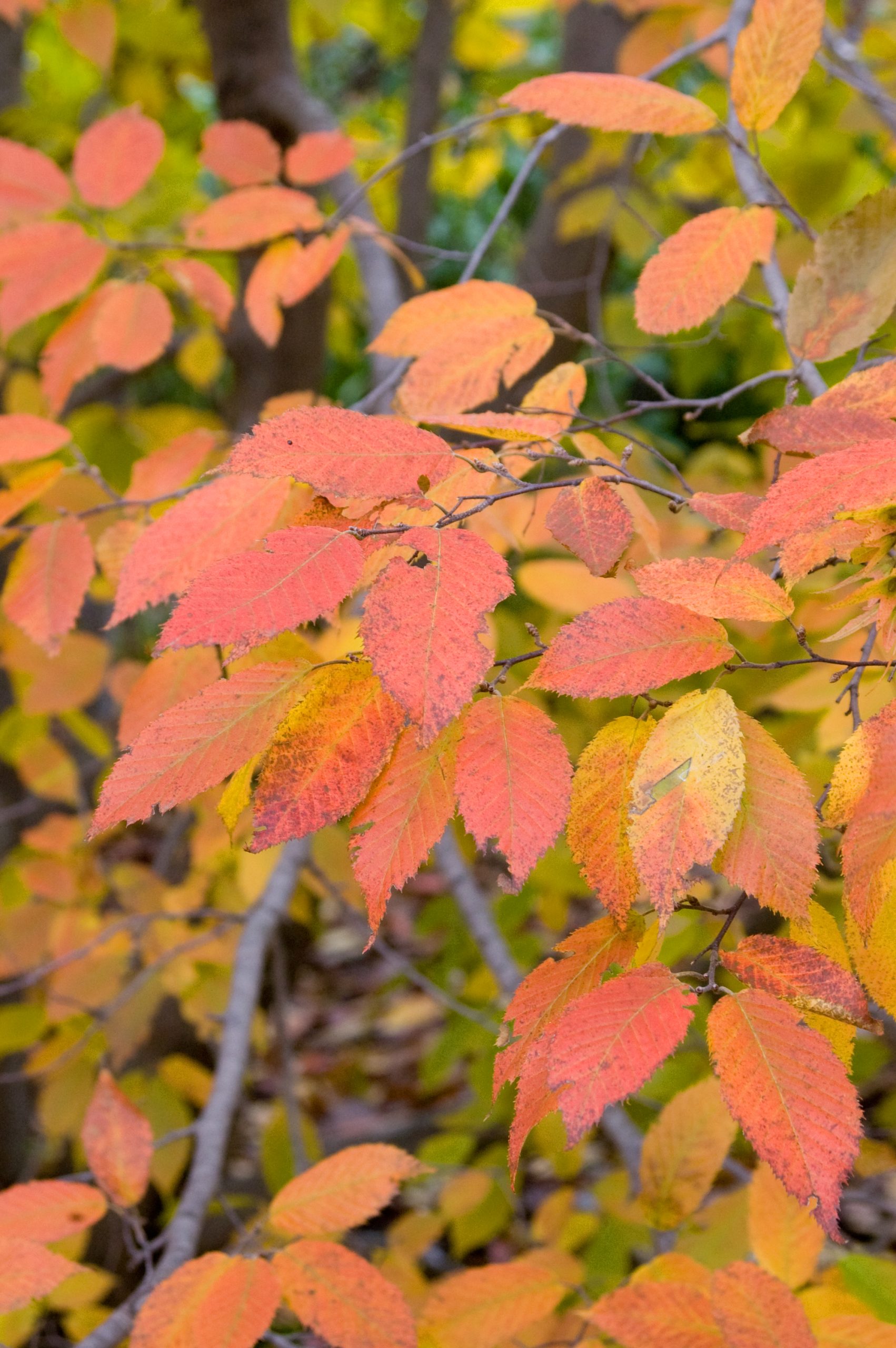 Carpinus caroliniana Blue Beech - Image 2