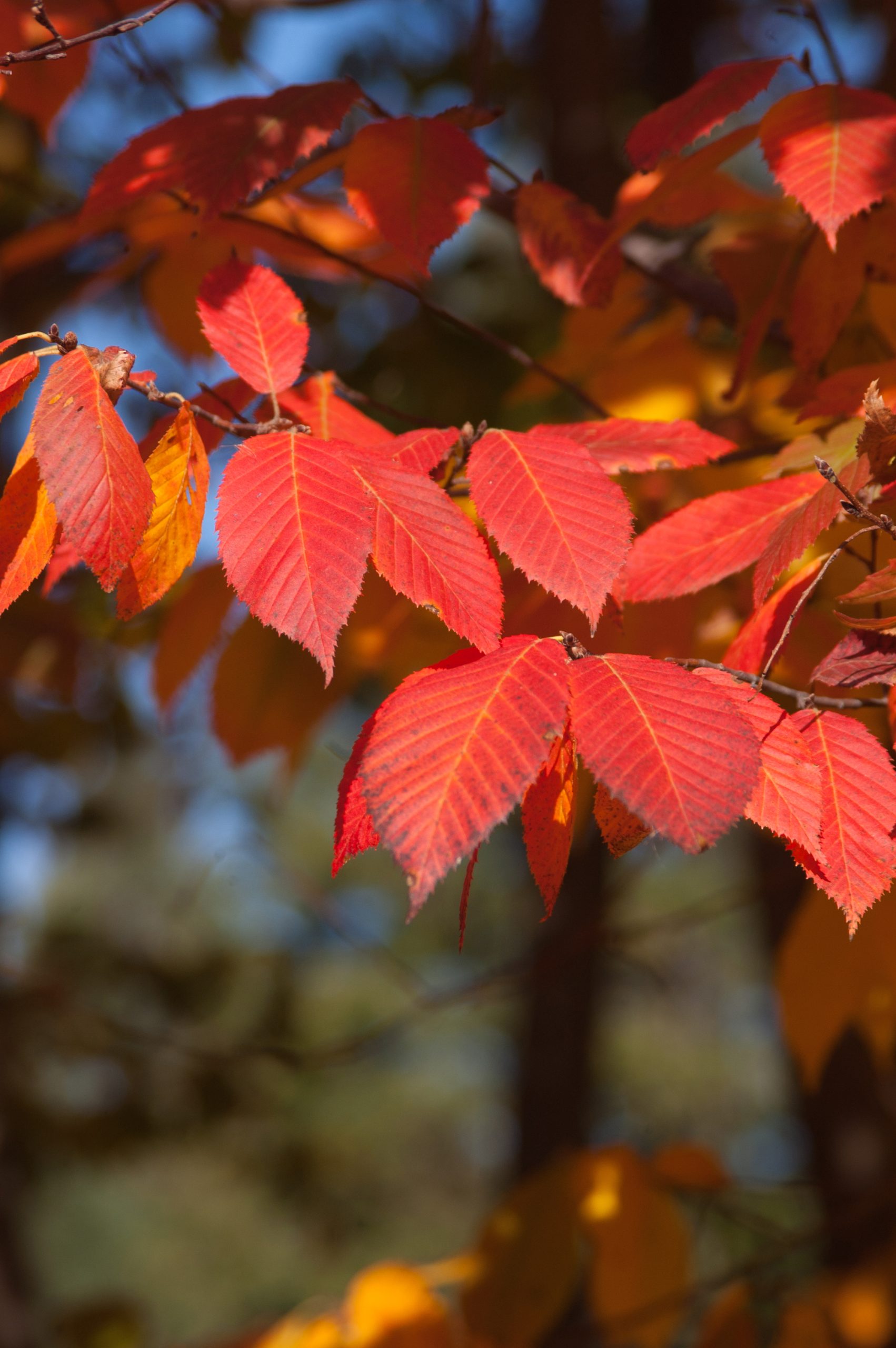 Carpinus caroliniana Blue Beech - Image 4