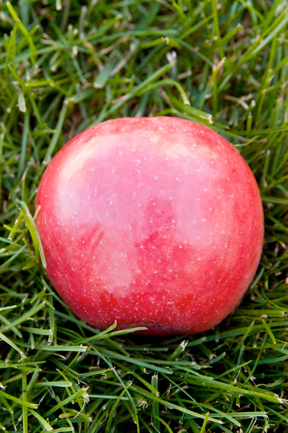 Fireside Apple - Image 2