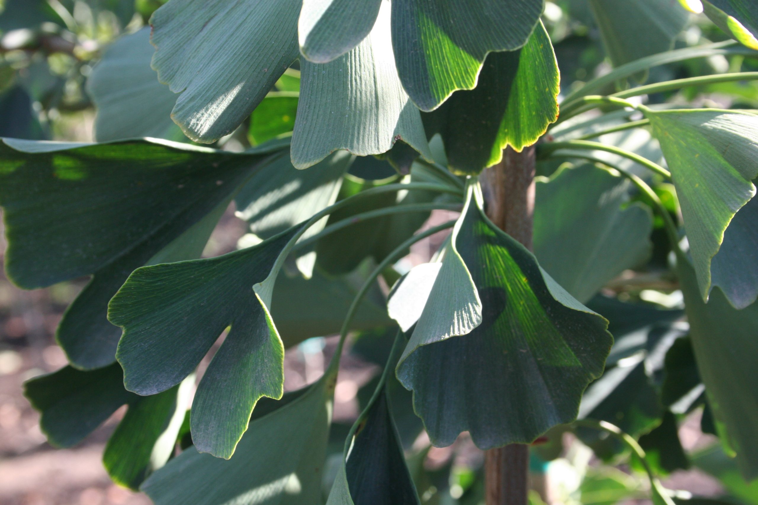 Ginkgo biloba Magyar
