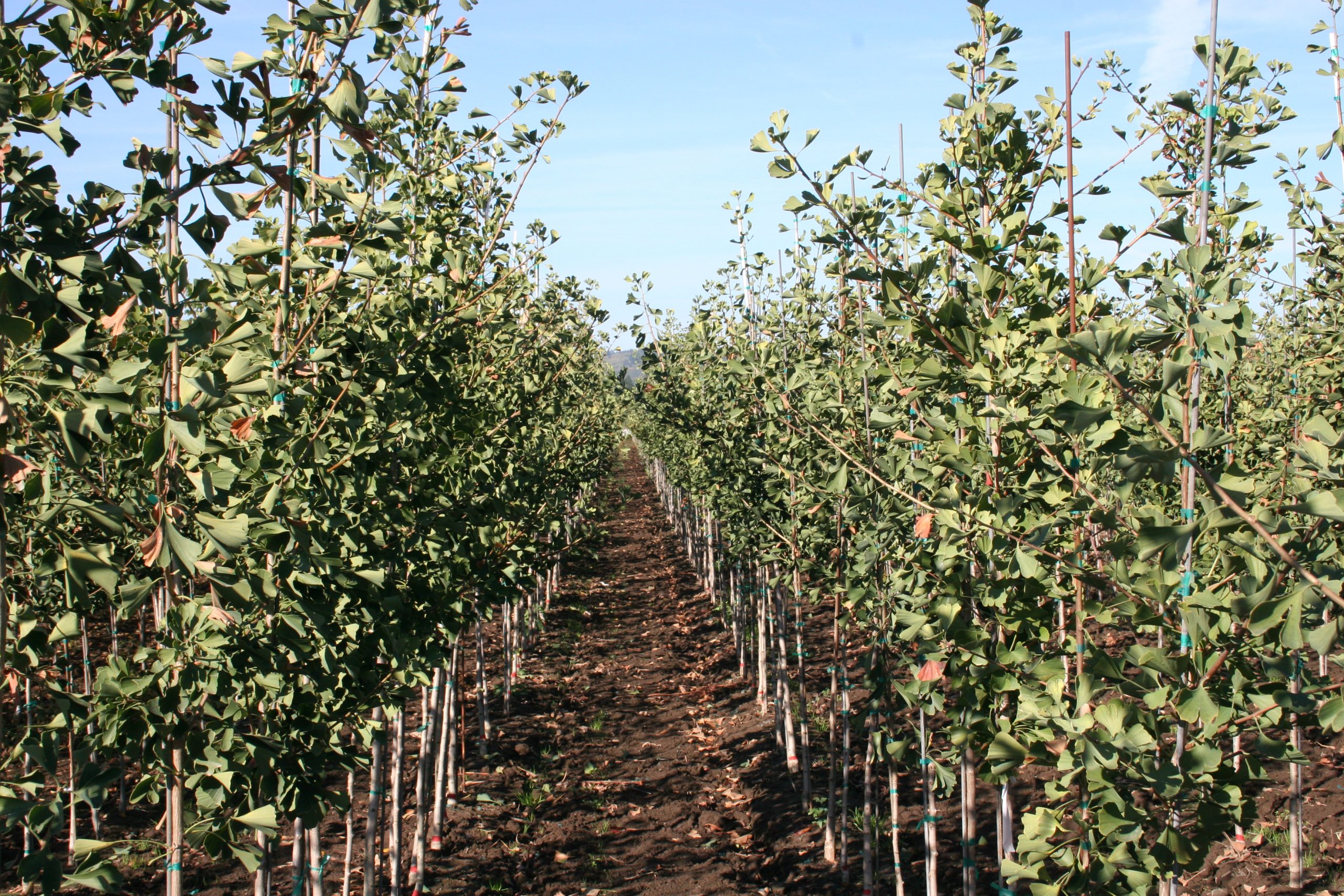 Ginkgo biloba Magyar - Image 2