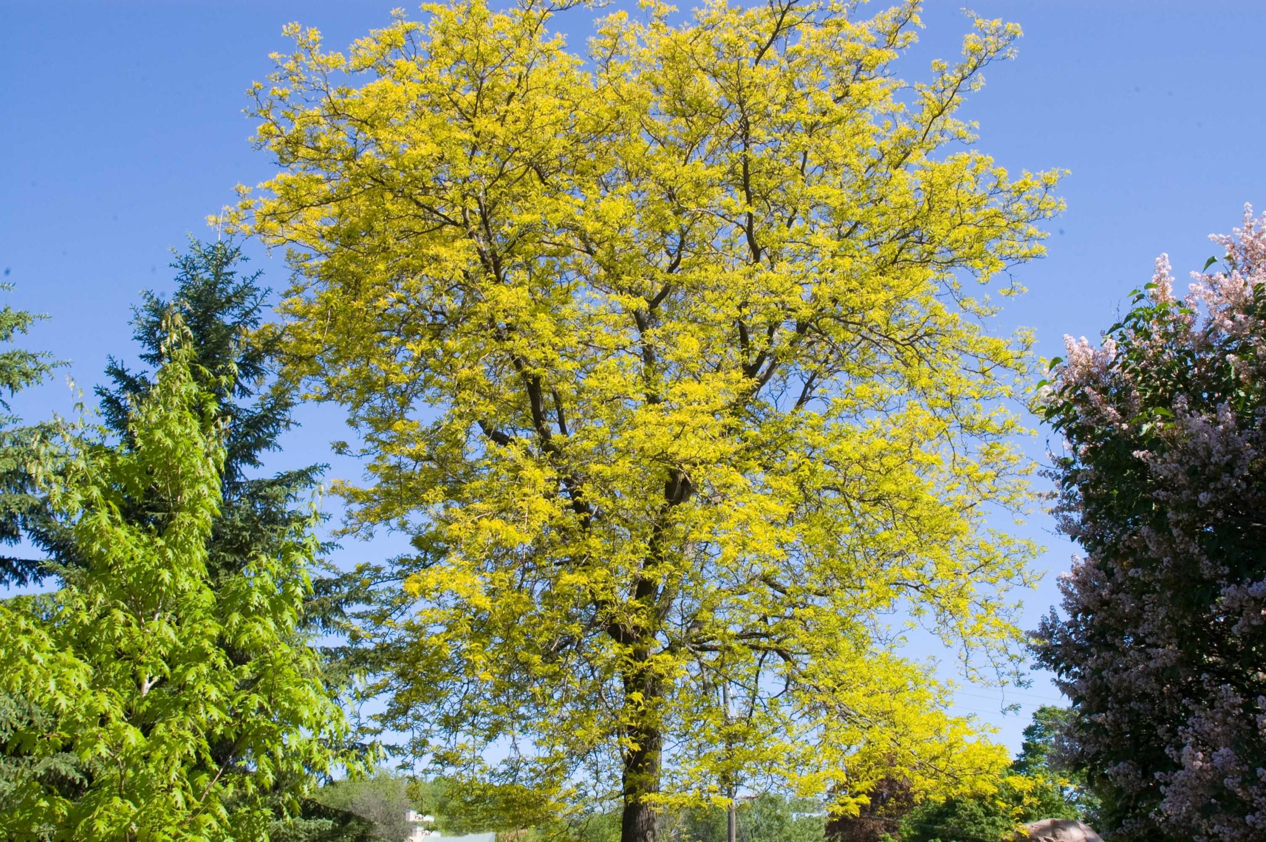 Gled tri iner Sunburst® Honeylocust