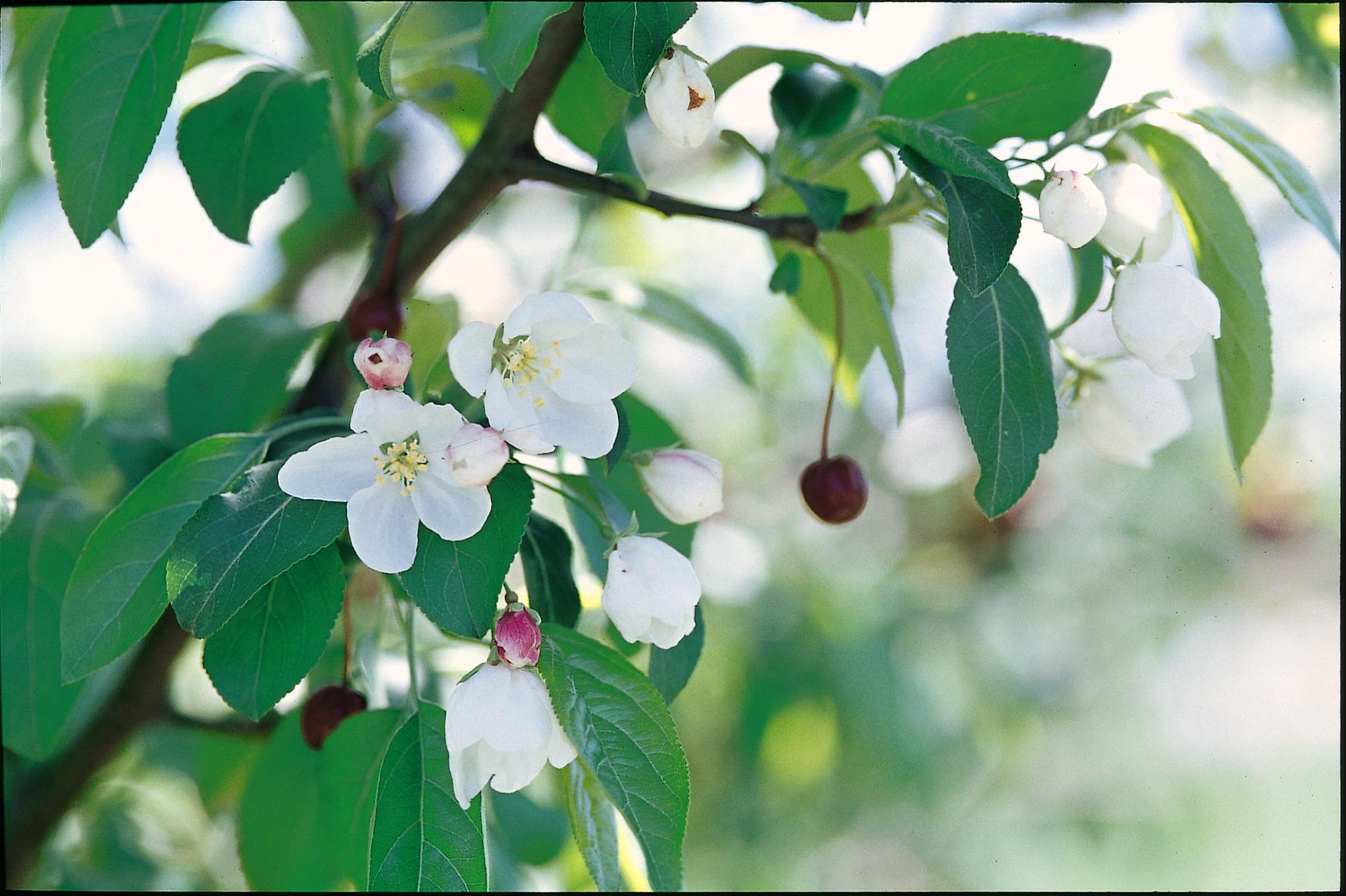 Malus Donald Wyman Crab-white