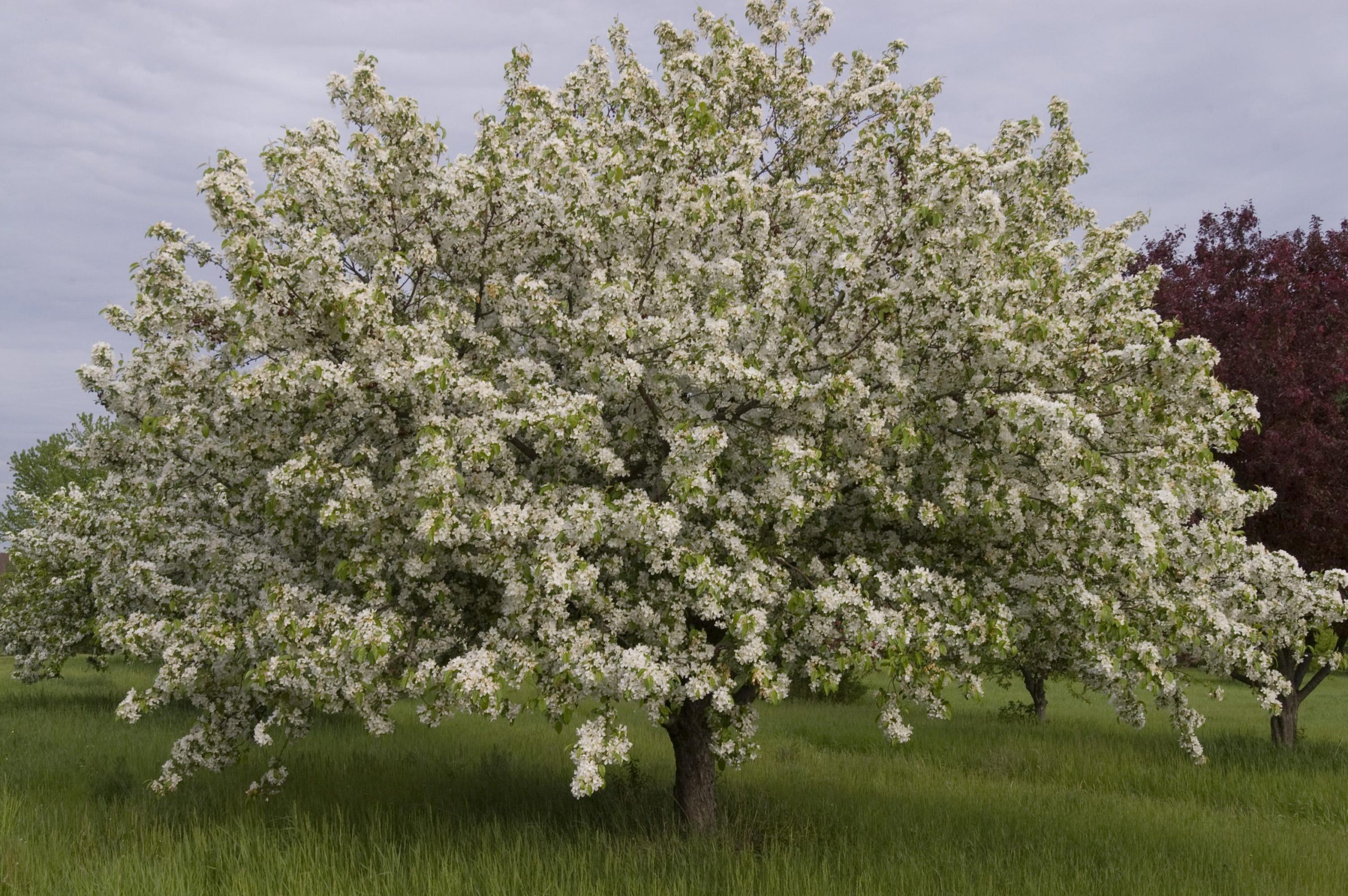 Malus Donald Wyman Crab-white - Image 2