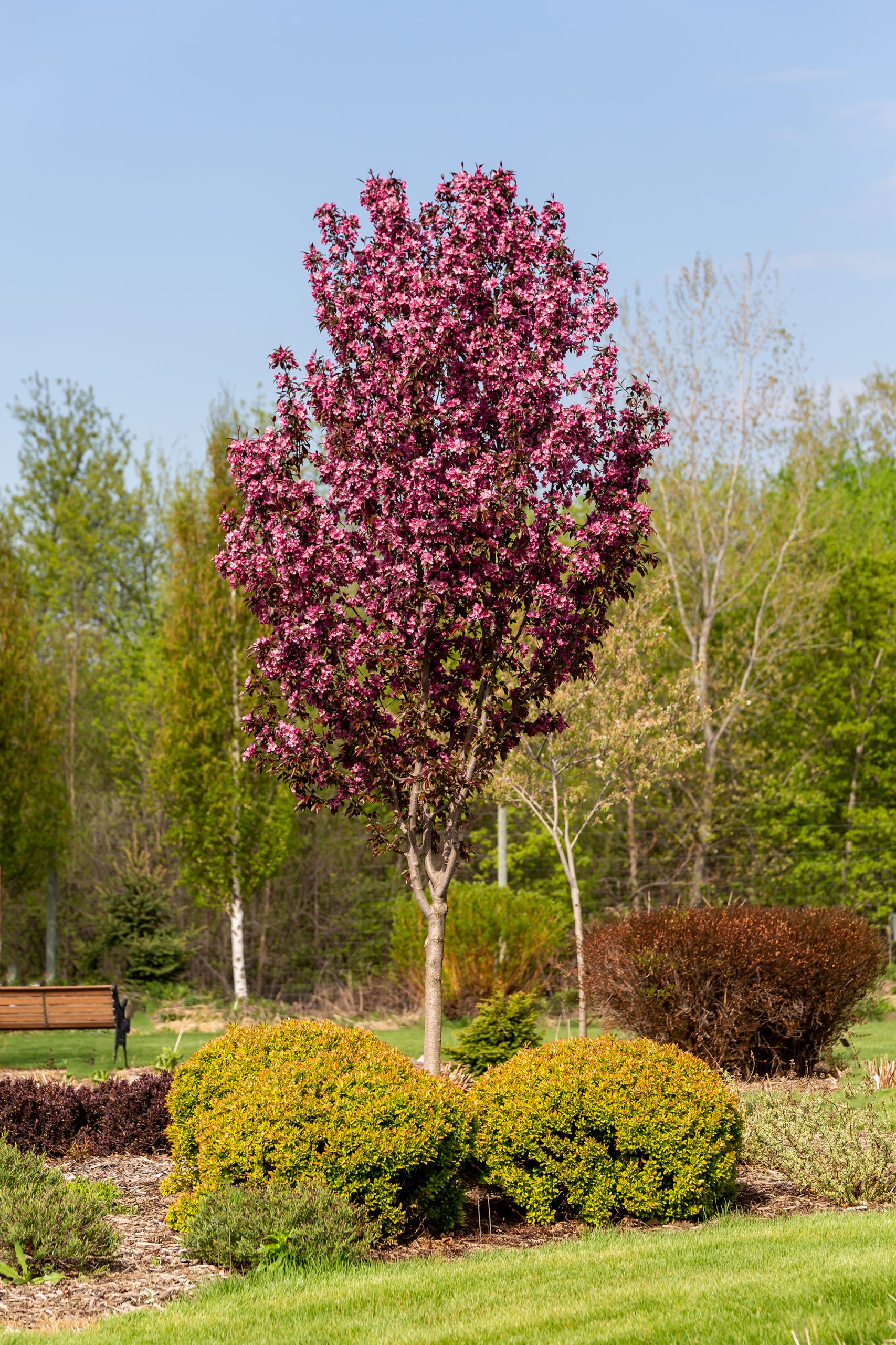 Malus First Editions®Gladiator™ Crab