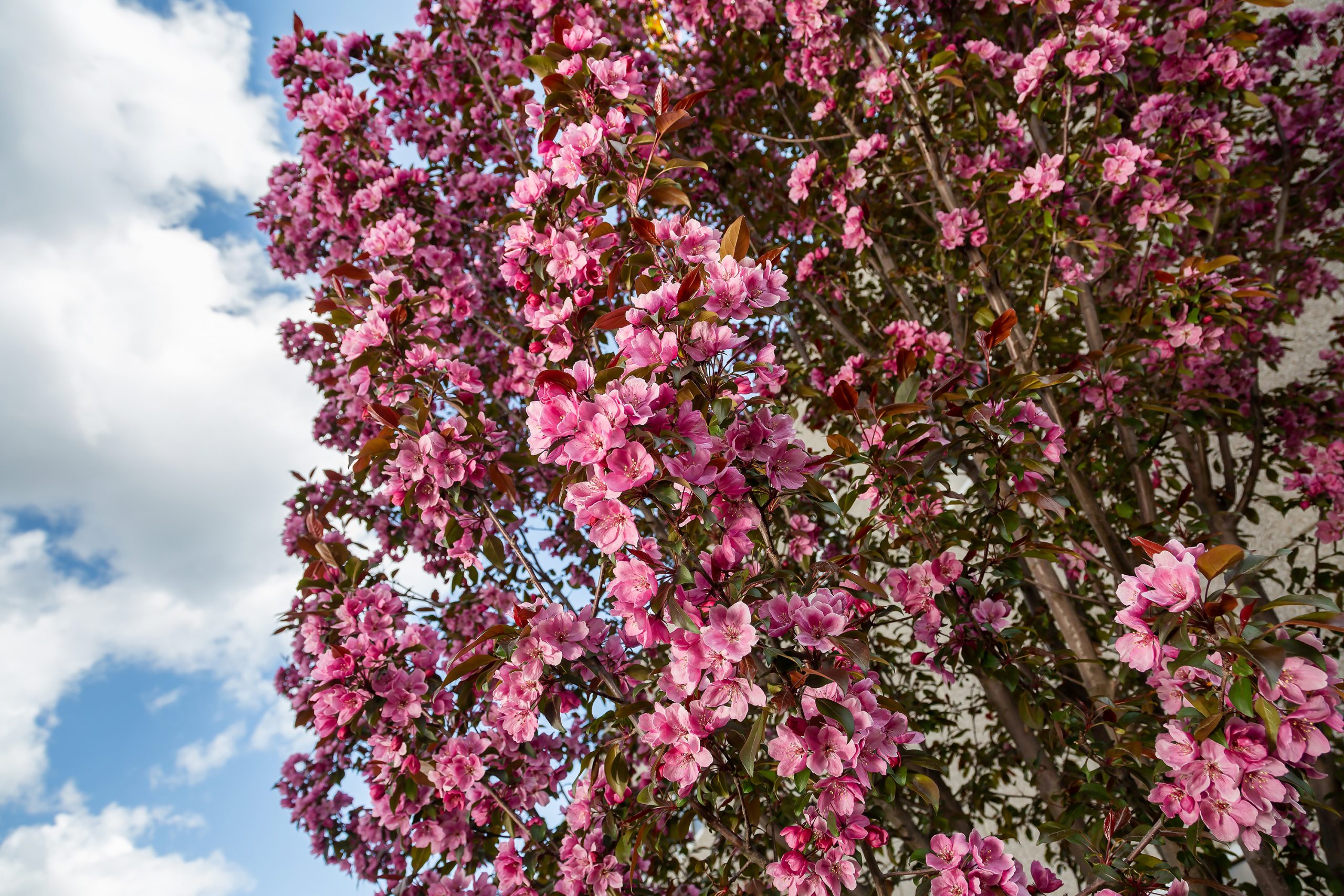 Malus First Editions®Gladiator™ Crab - Image 2