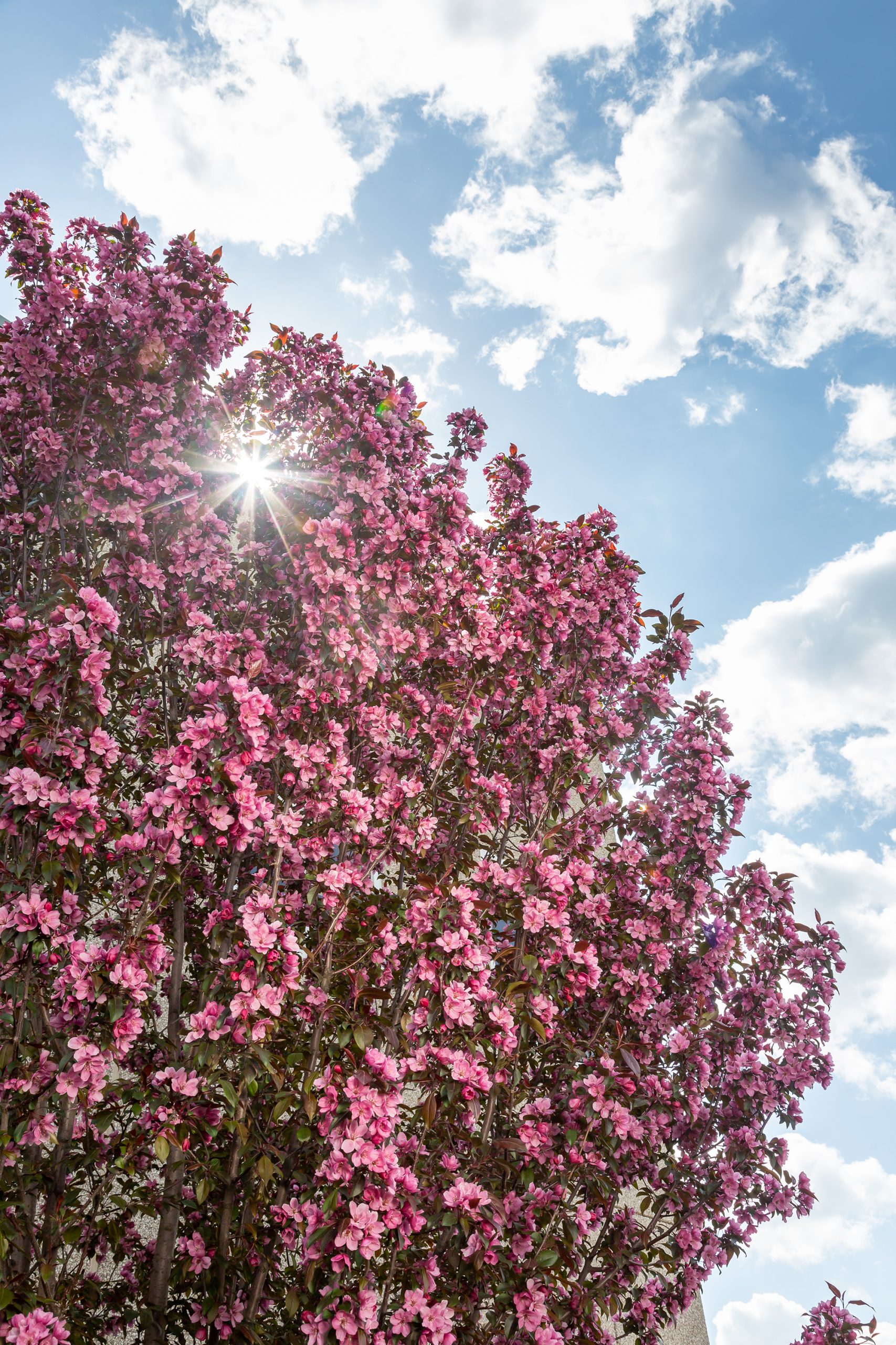 Malus First Editions®Gladiator™ Crab - Image 3