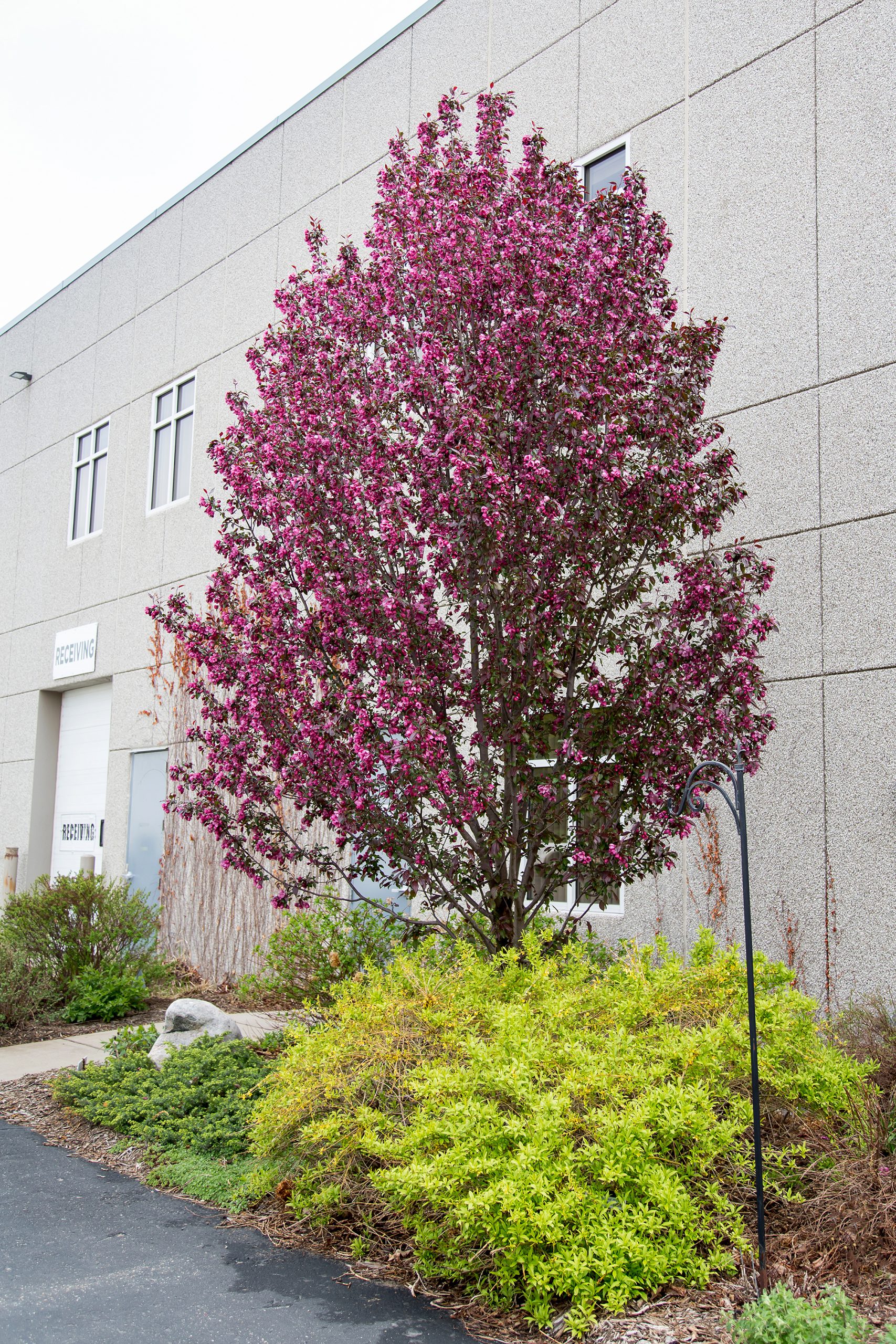 Malus First Editions®Gladiator™ Crab - Image 4