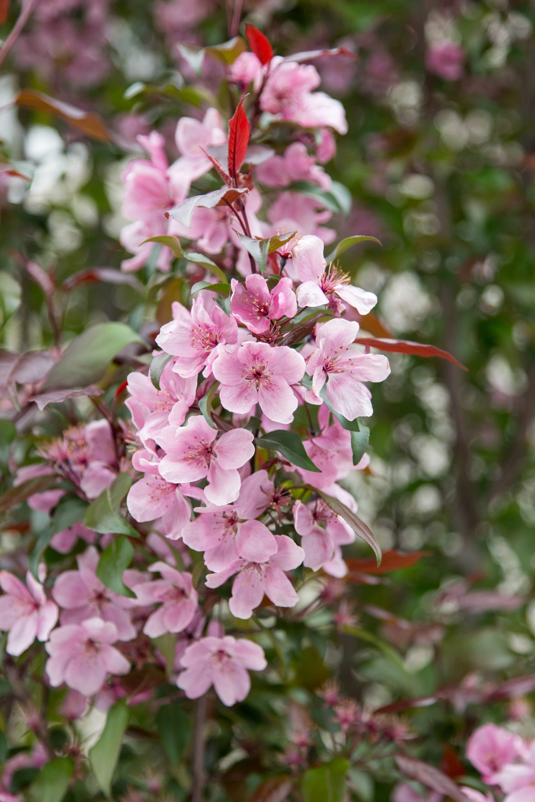 Malus First Editions®Gladiator™ Crab - Image 5