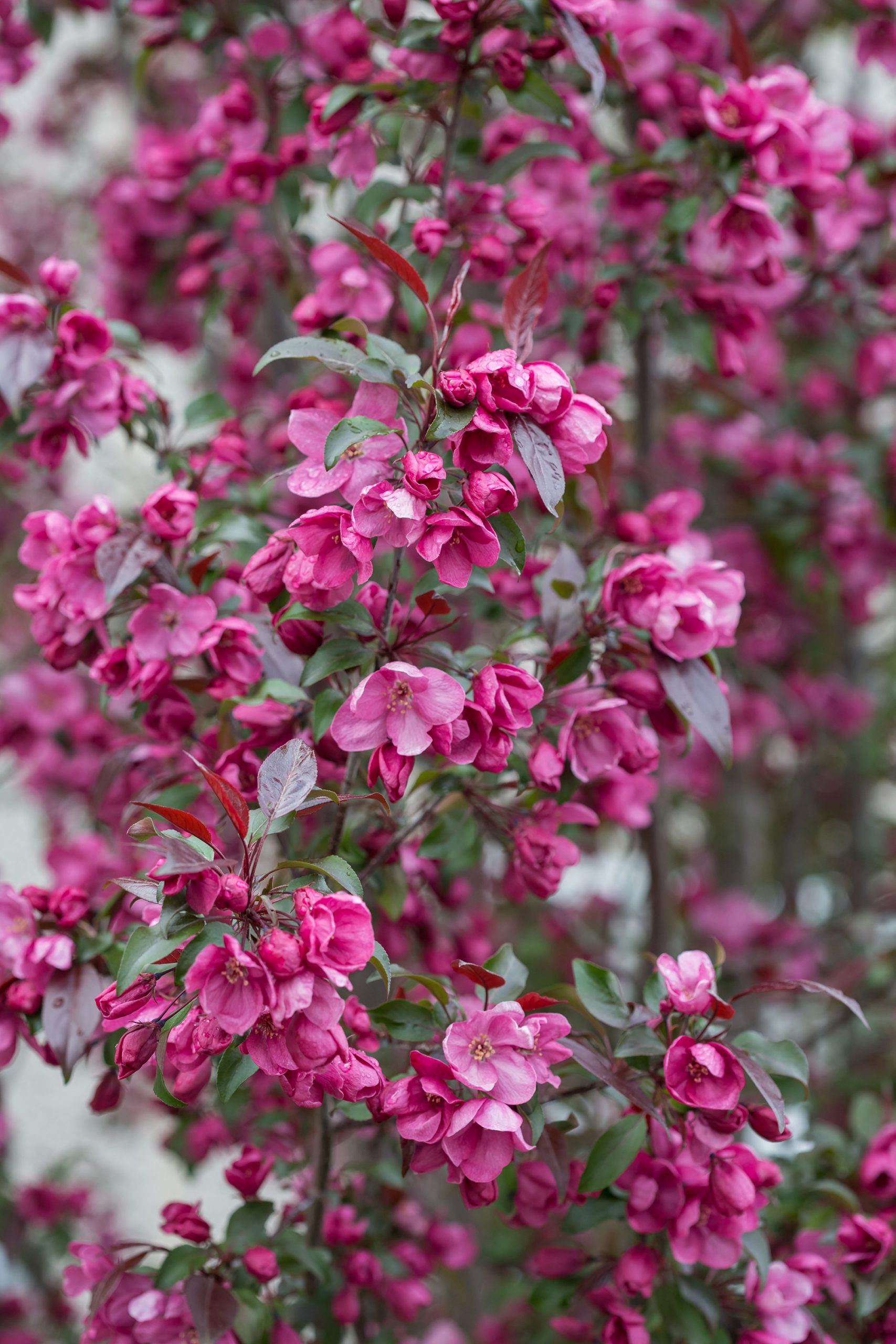 Malus First Editions®Gladiator™ Crab - Image 6