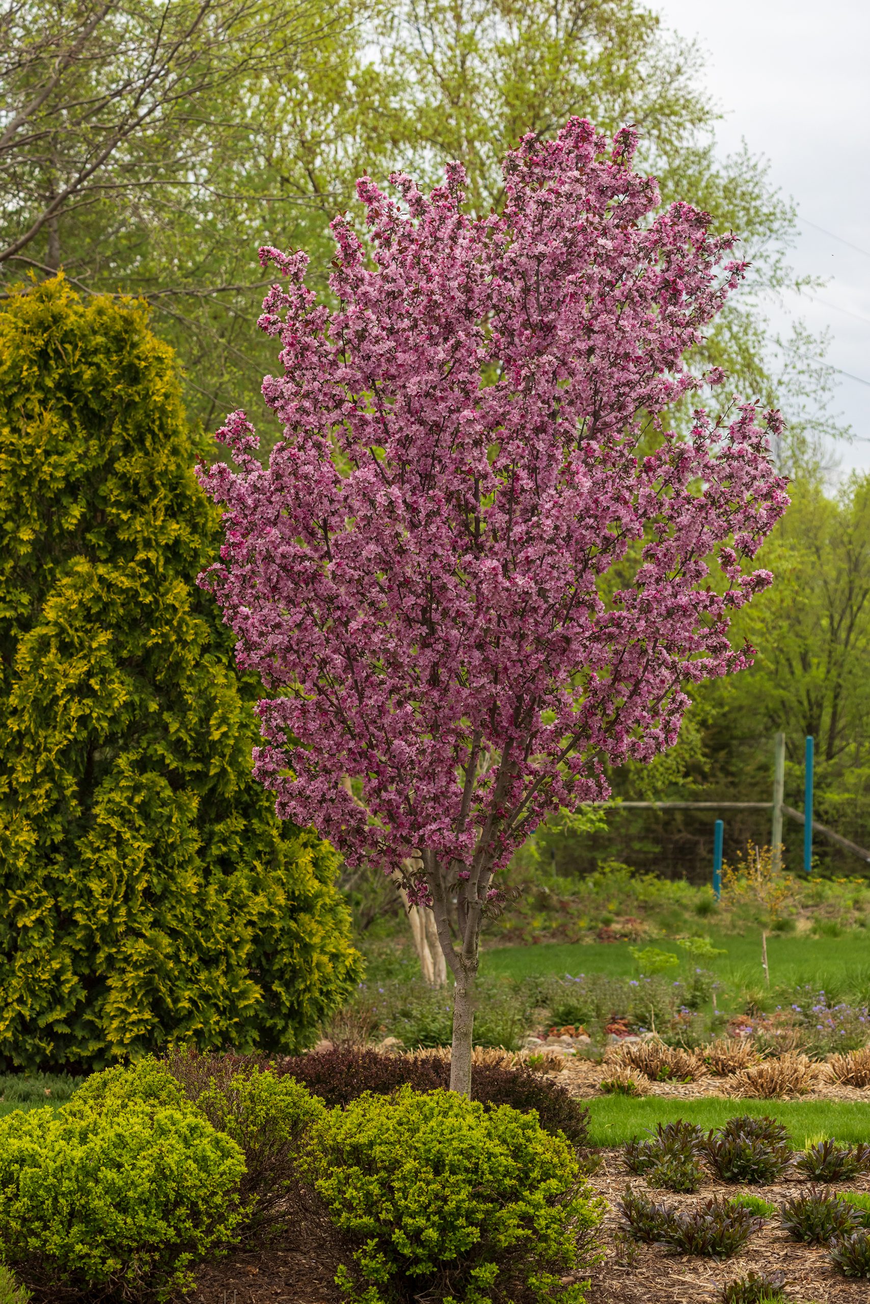 Malus First Editions®Gladiator™ Crab - Image 7