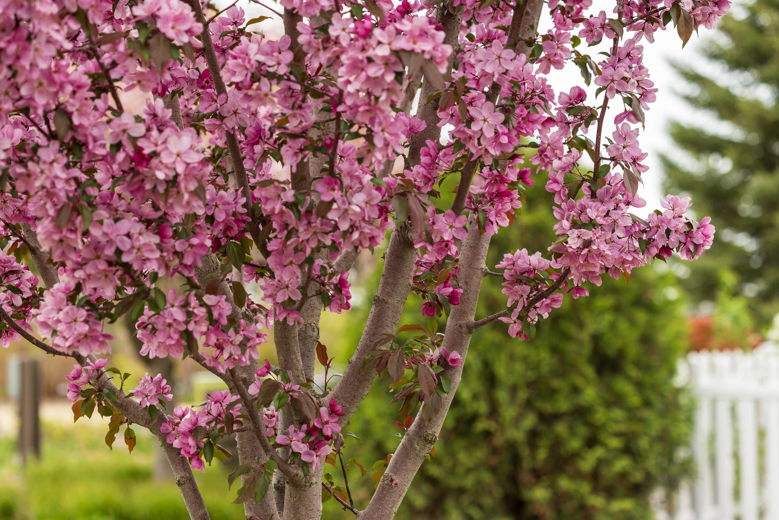 Malus First Editions®Gladiator™ Crab - Image 8