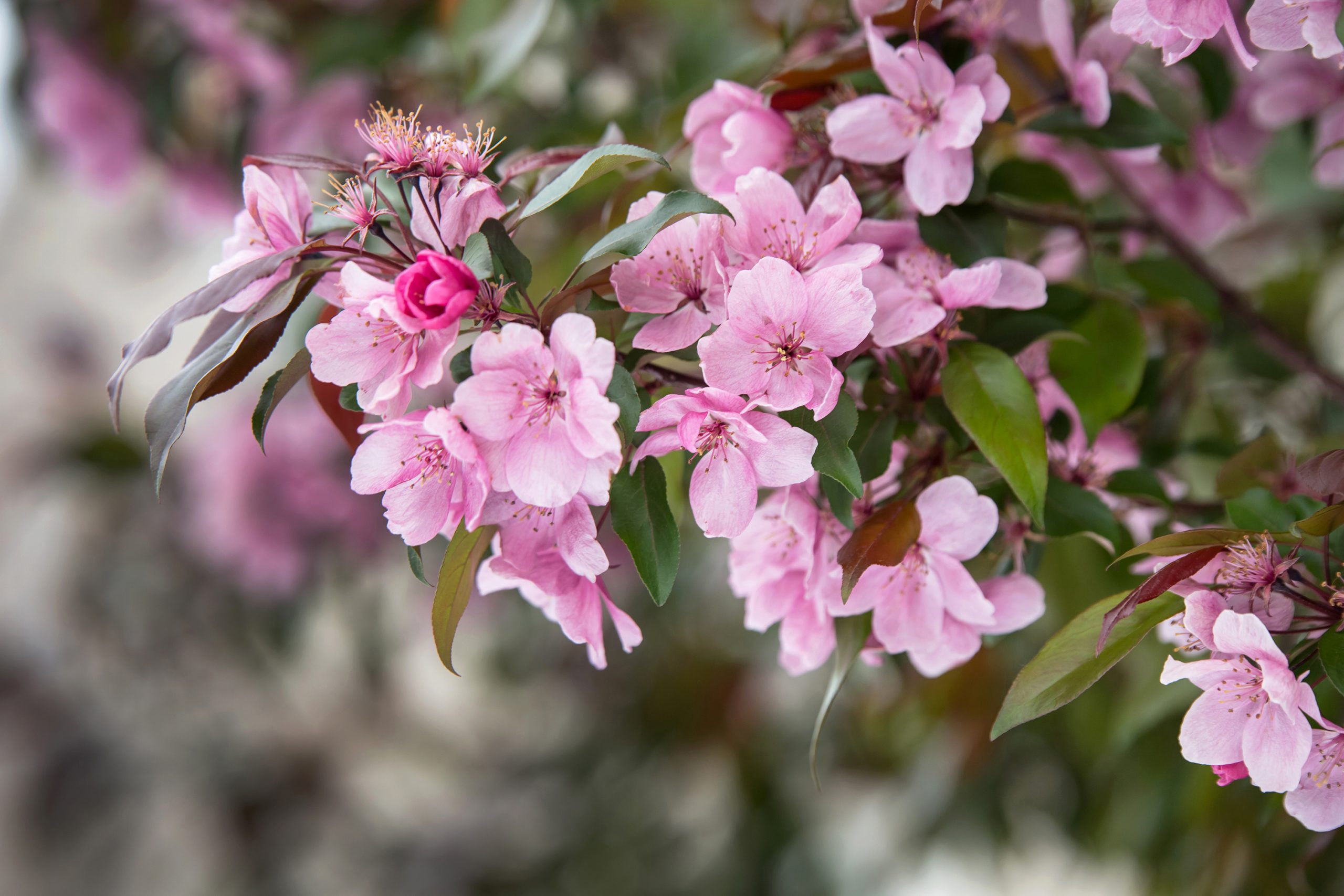 Malus First Editions®Gladiator™ Crab - Image 9