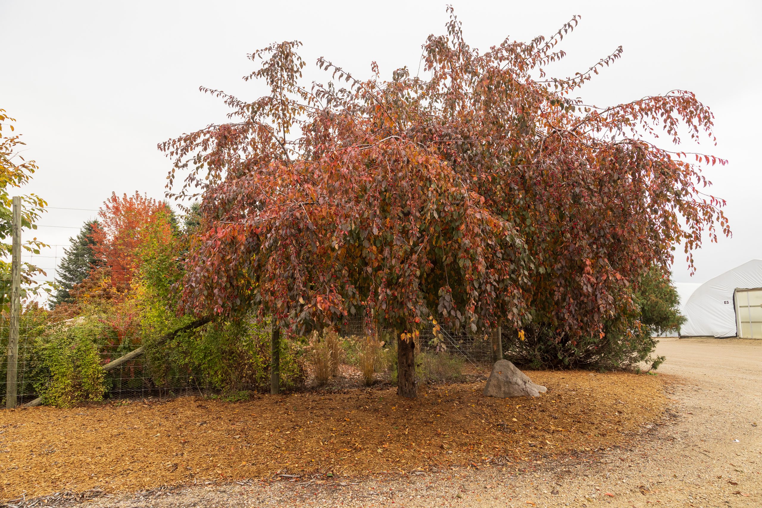 Malus First Editions®Ruby Tears™ Crab - Image 2