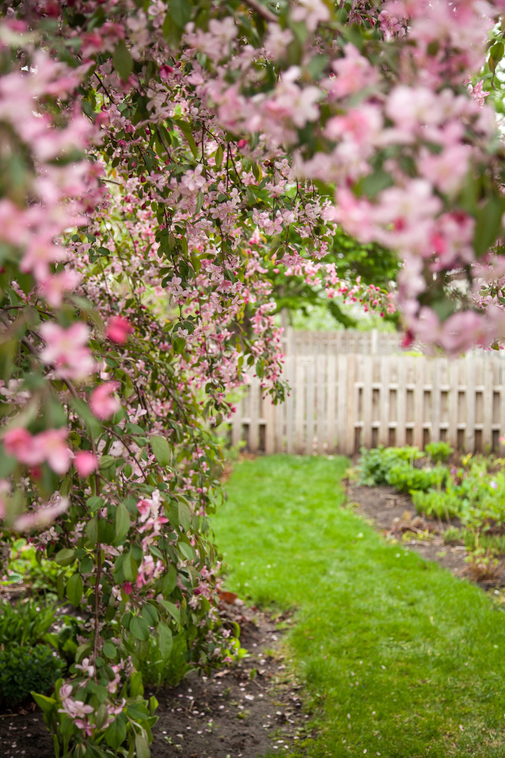 Malus First Editions®Ruby Tears™ Crab - Image 3