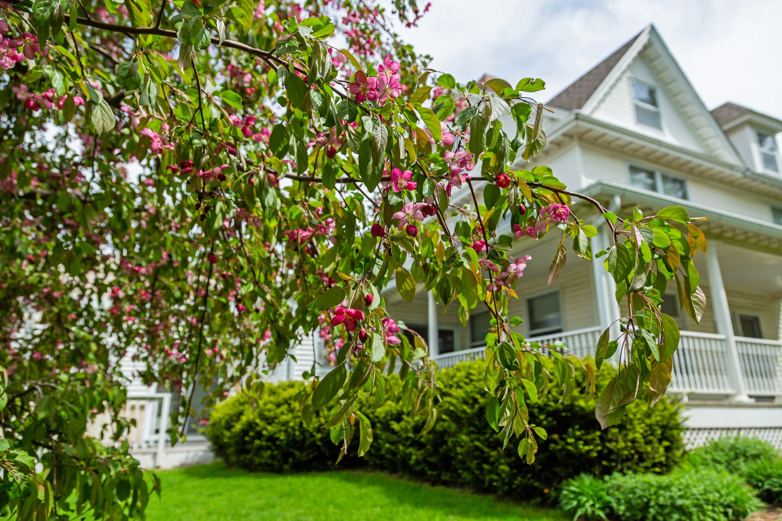 Malus First Editions®Ruby Tears™ Crab - Image 4