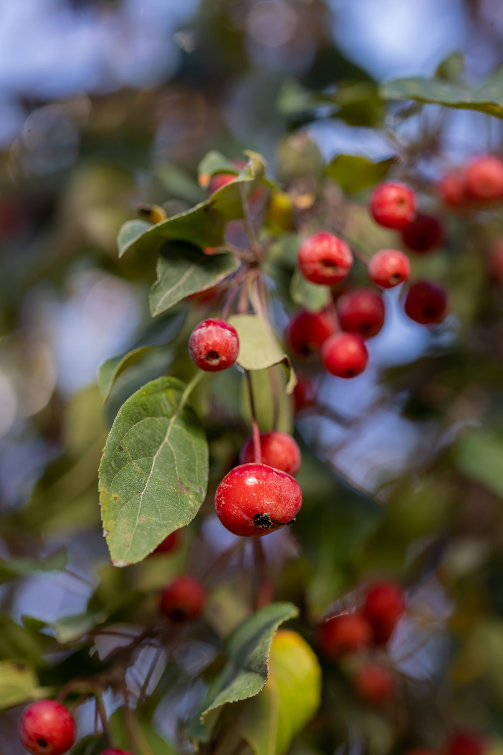 Malus First Editions®Ruby Tears™ Crab - Image 5