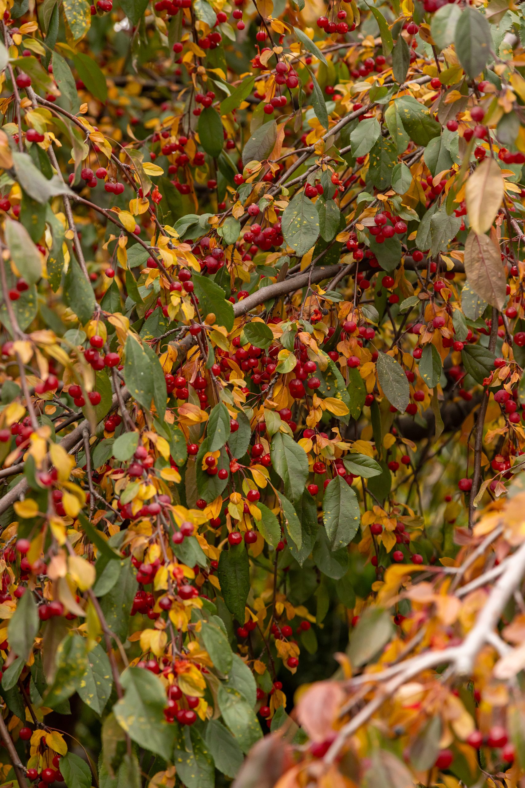 Malus First Editions®Ruby Tears™ Crab - Image 6