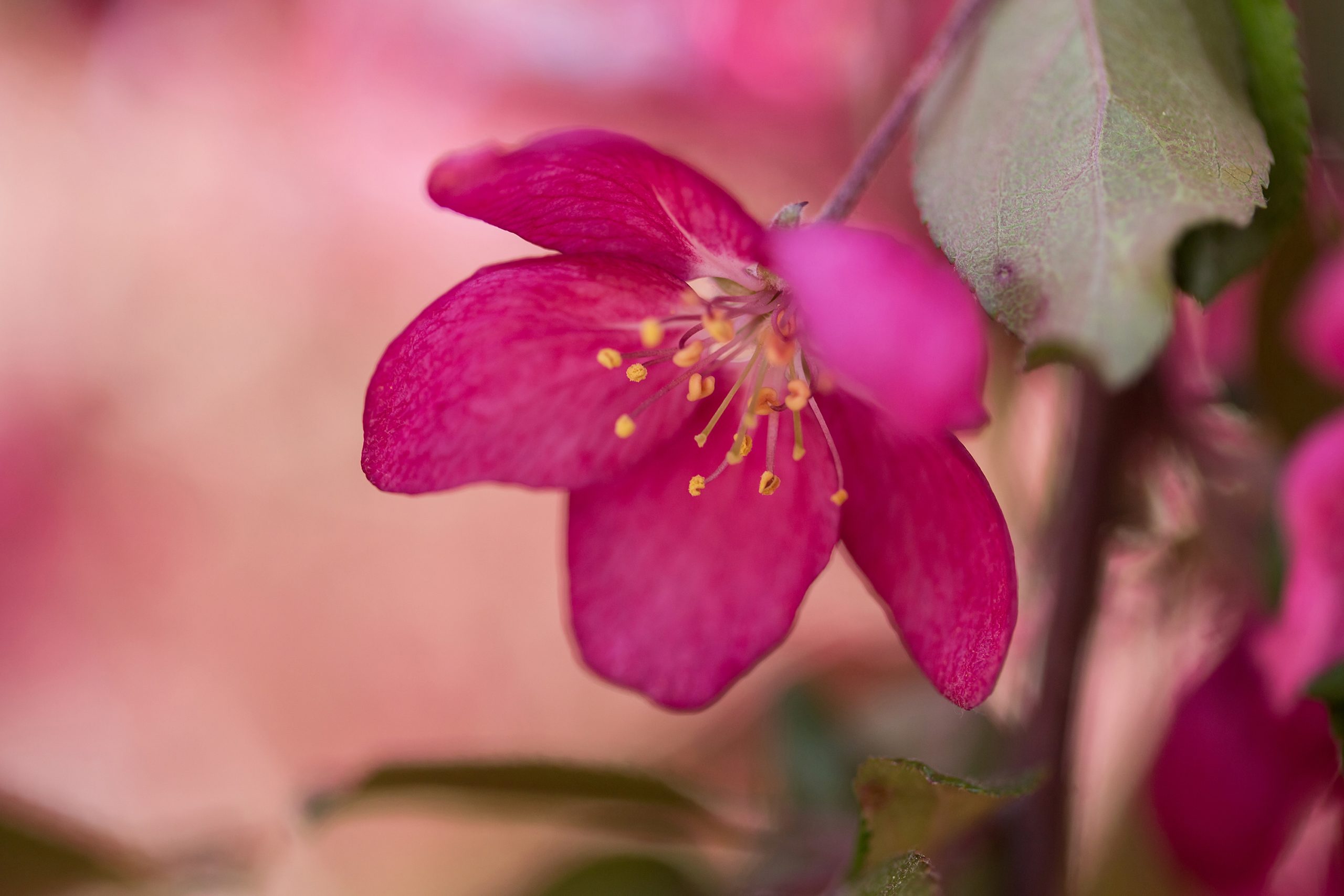 Malus First Editions®Ruby Tears™ Crab - Image 7