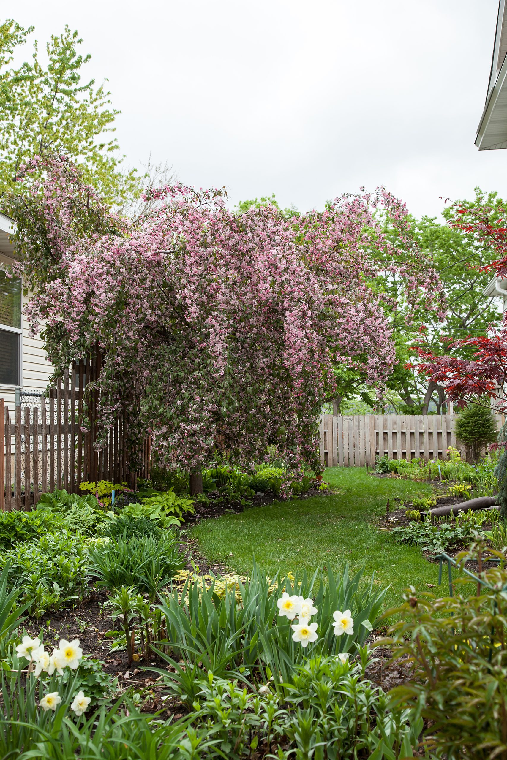 Malus First Editions®Ruby Tears™ Crab - Image 8