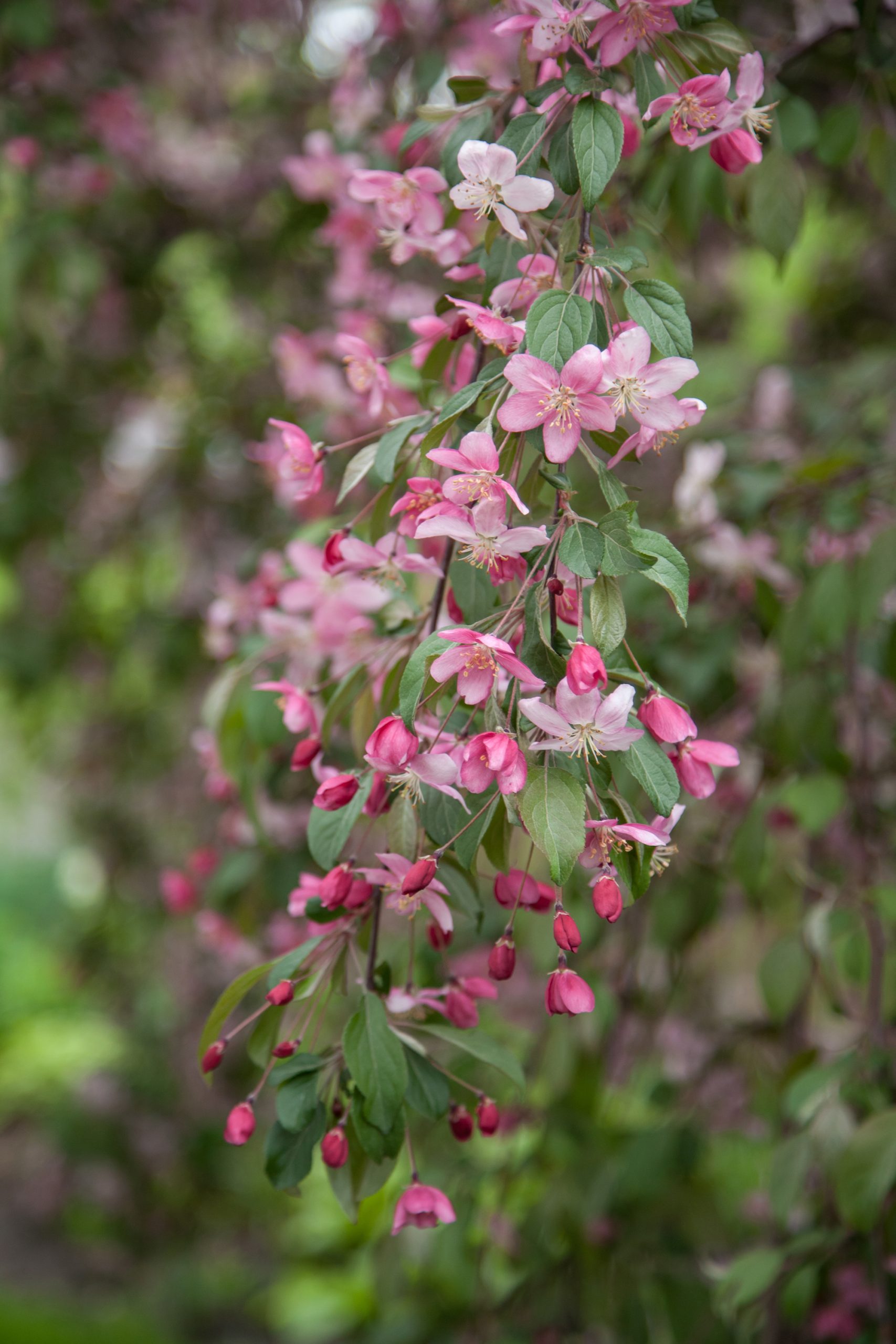 Malus First Editions®Ruby Tears™ Crab - Image 9
