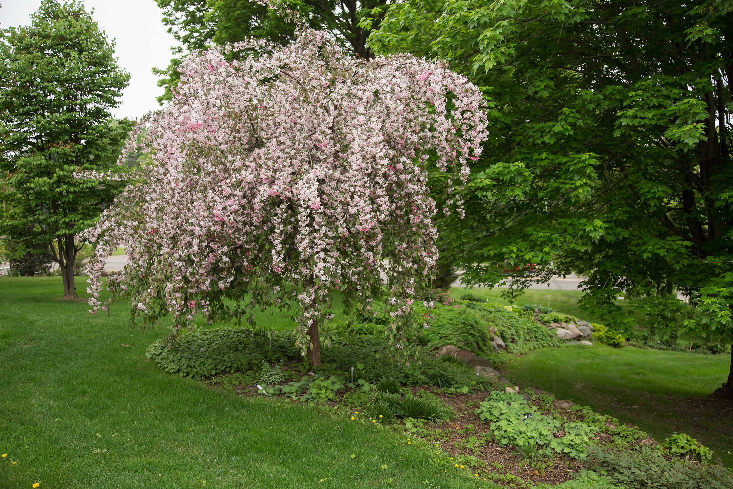 Malus First Editions®Ruby Tears™ Crab - Image 10