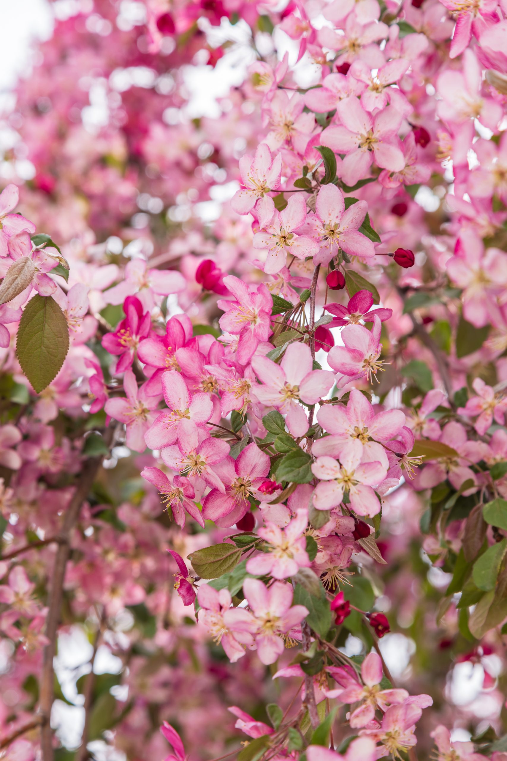 Malus First Editions®Ruby Tears™ Crab - Image 11