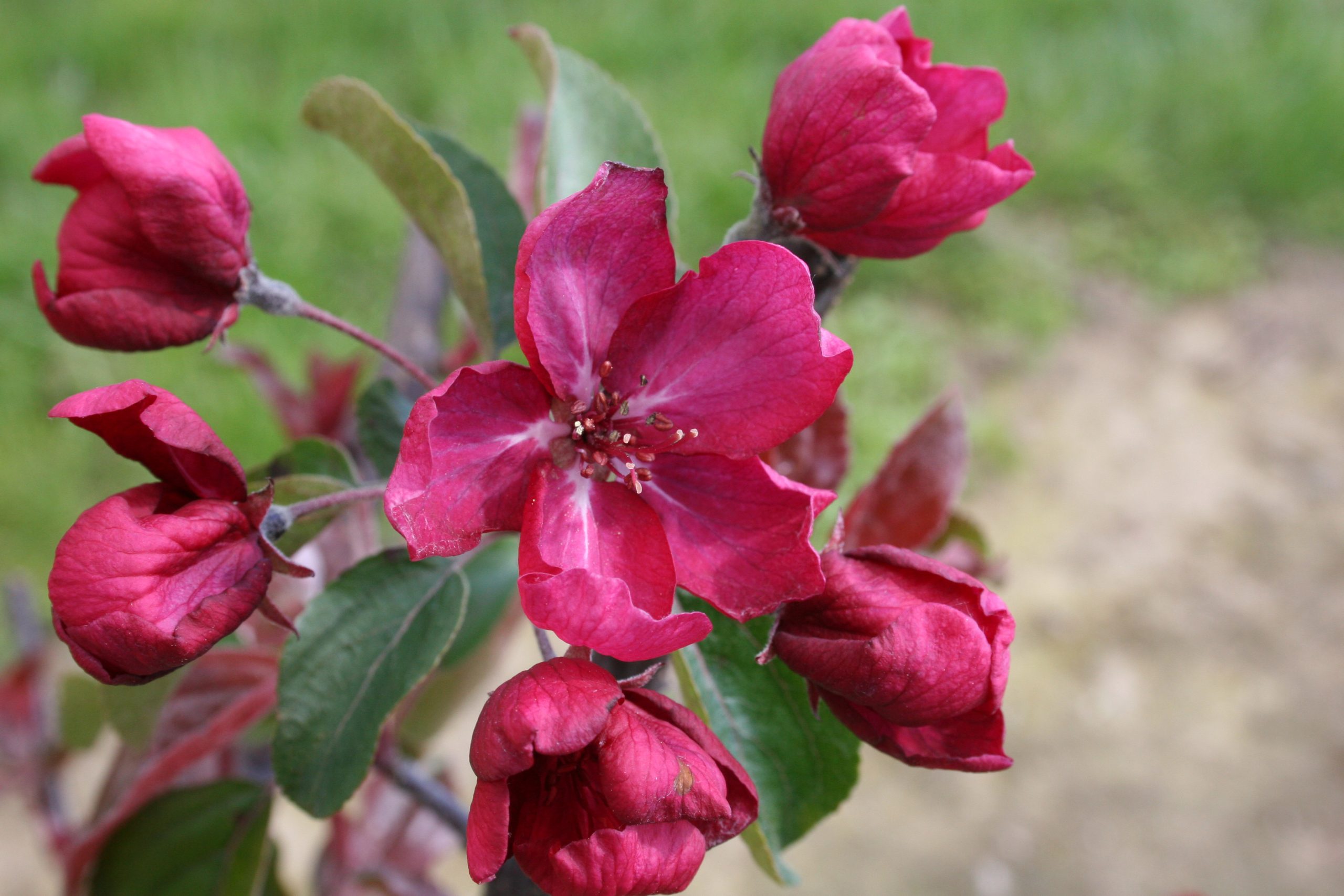 Malus Red Barron Crab-pink