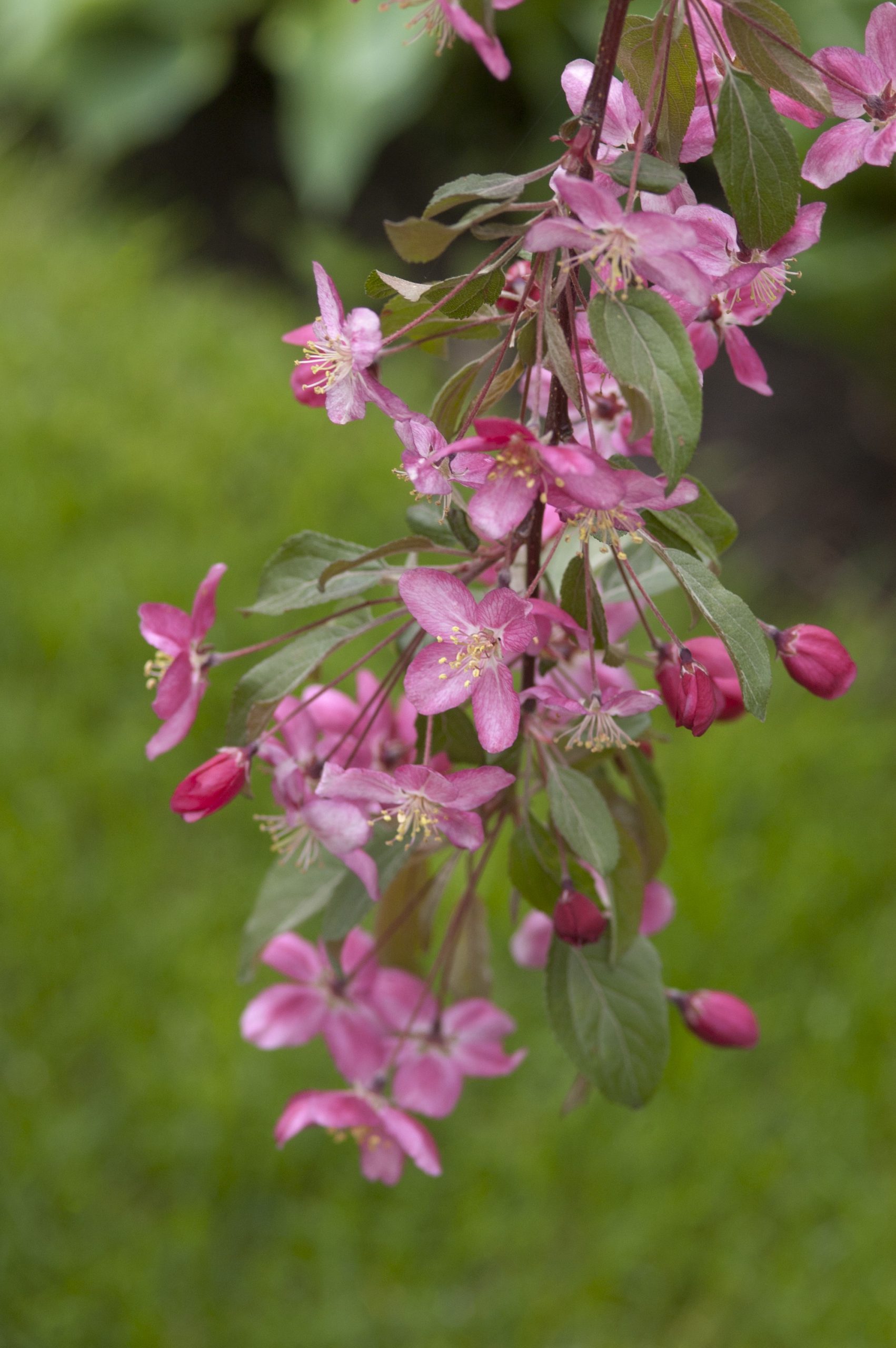 Malus Red Splendor Crab-pink - Image 2