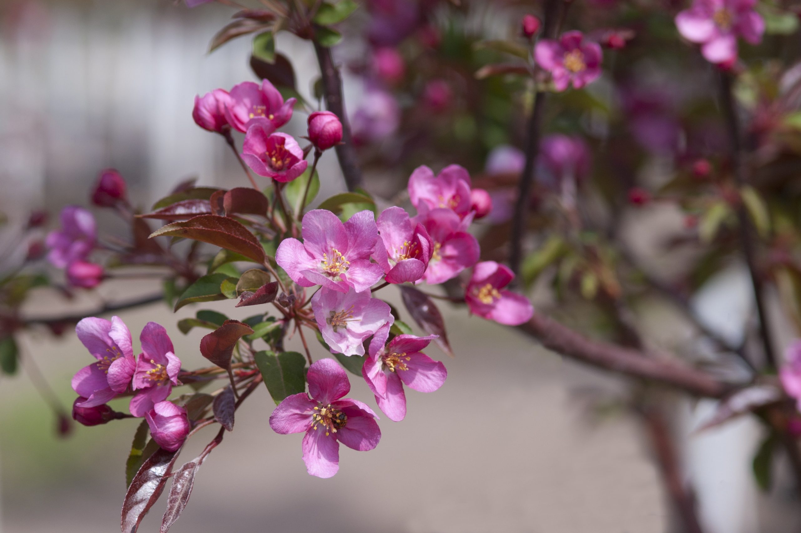 Malus Red Splendor Crab-pink - Image 3