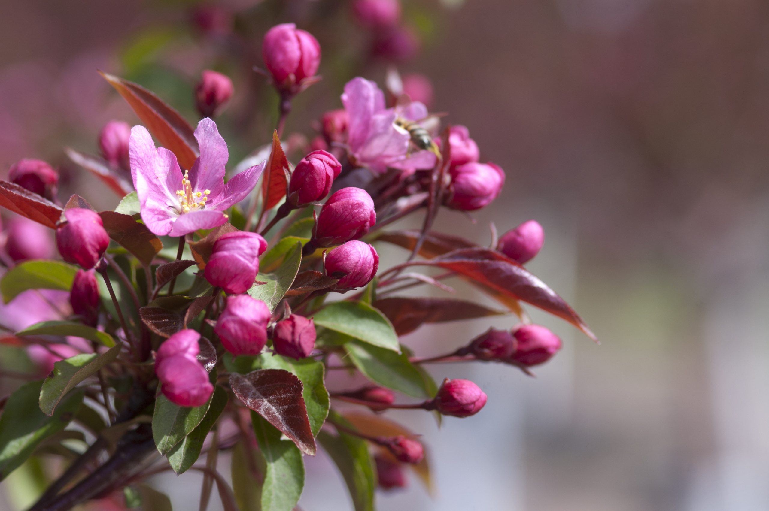 Malus Red Splendor Crab-pink - Image 4