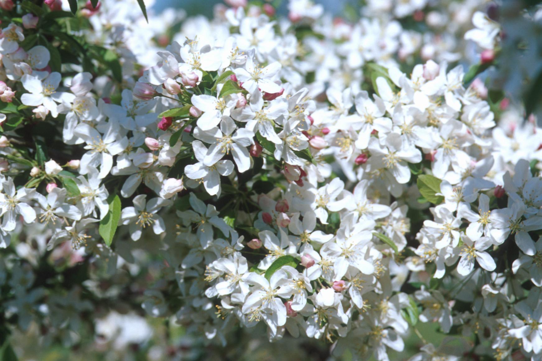 Malus Sugar Tyme® Crab-white