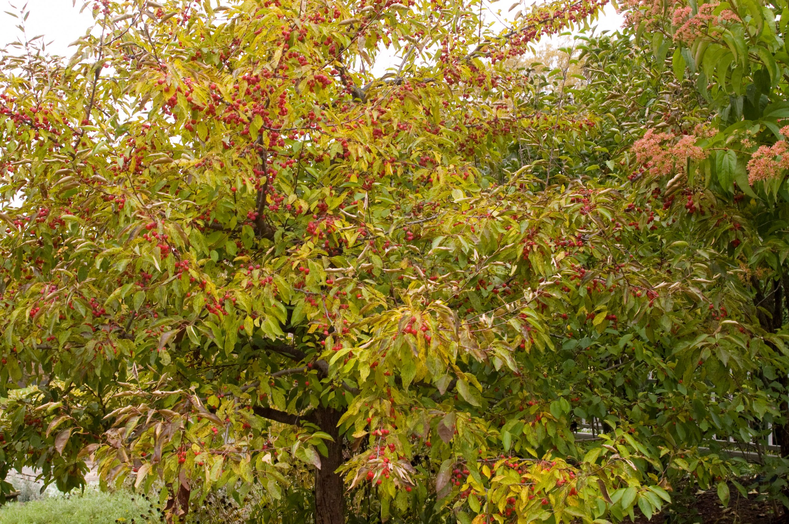 Malus Sugar Tyme® Crab-white - Image 2