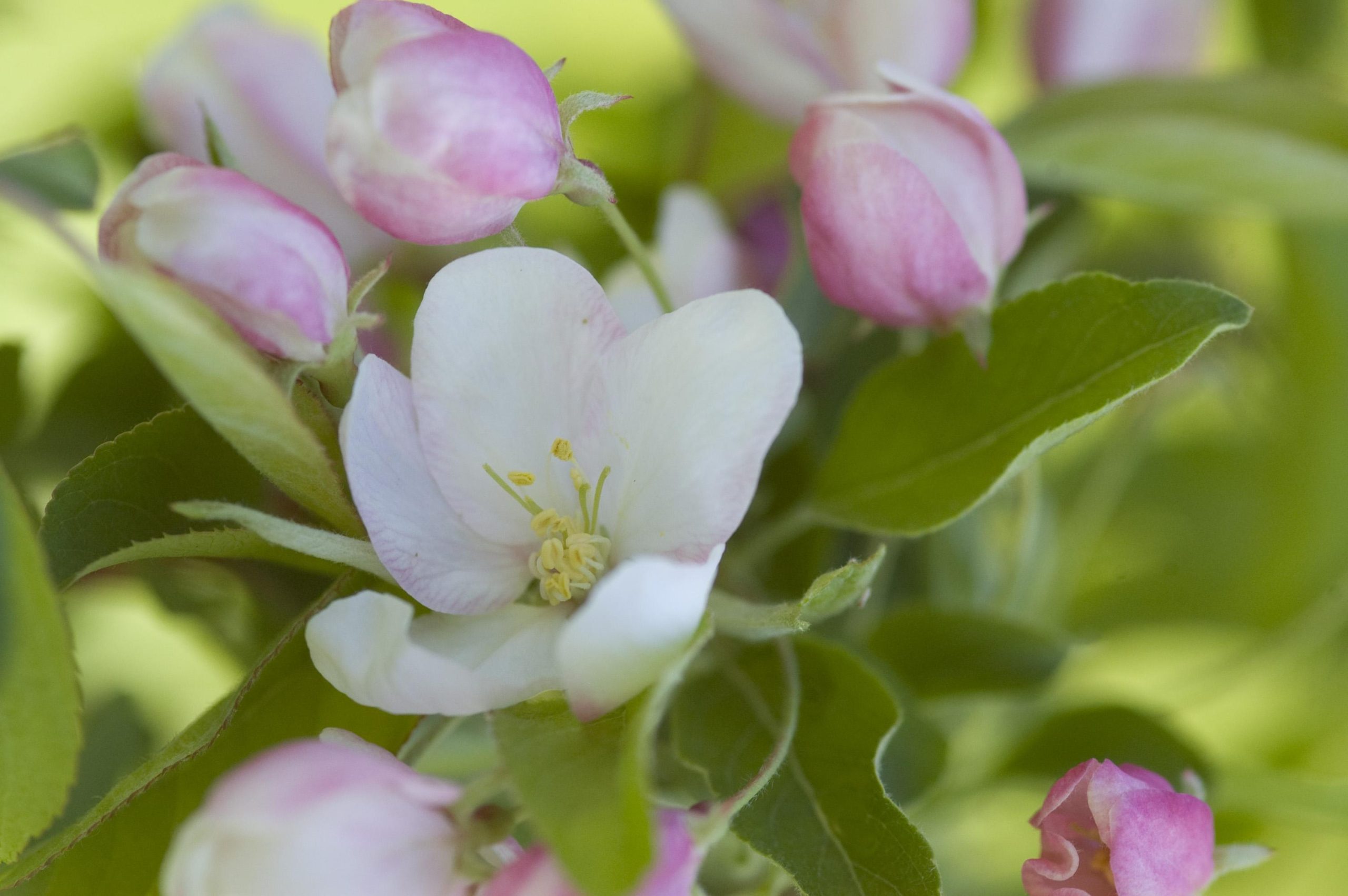 Malus Sugar Tyme® Crab-white - Image 3