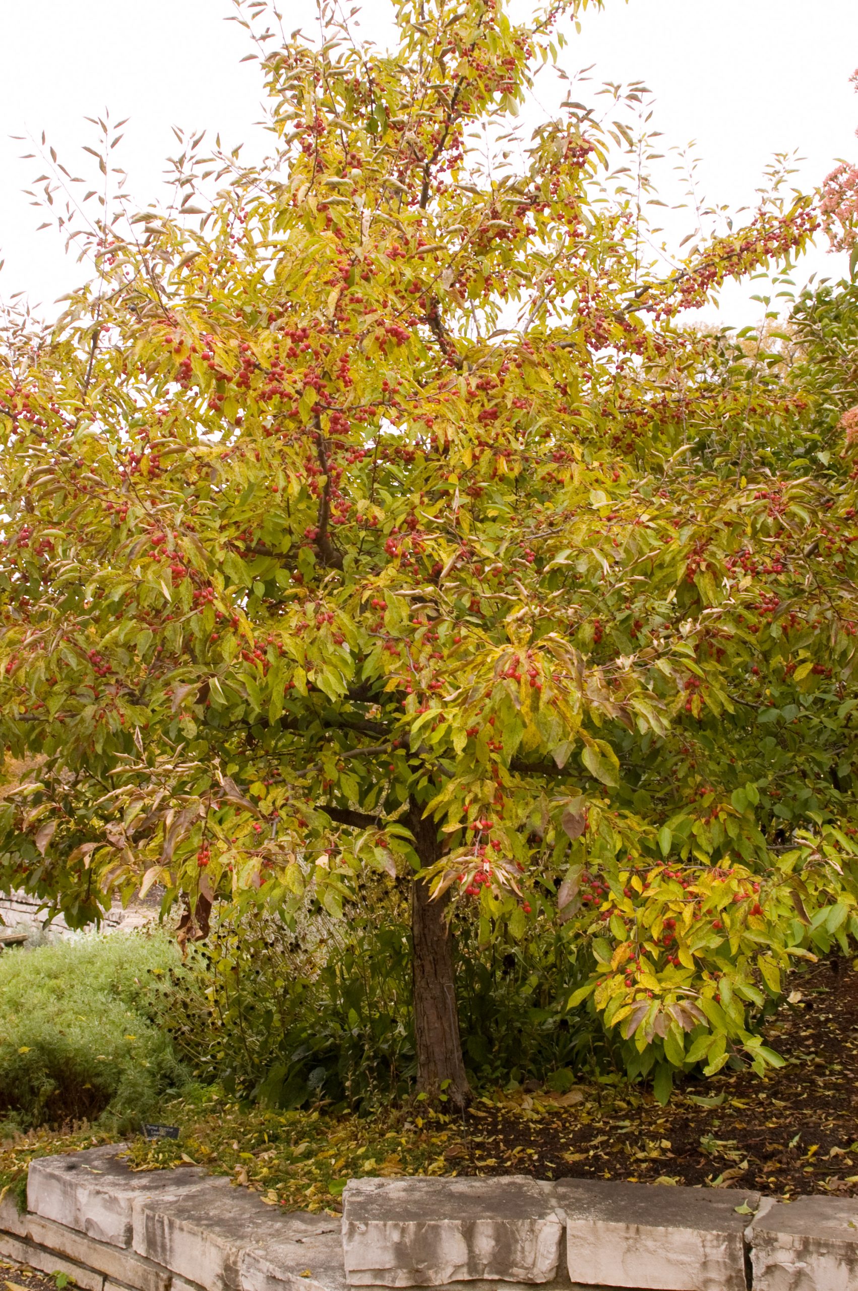 Malus Sugar Tyme® Crab-white - Image 4